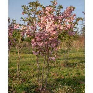 Vyšnia smailiadantė (Prunus serrulata) 'PINK PERFECTION'