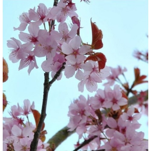 Vyšnia Saržento (Prunus sargentii) 'RANCHO'