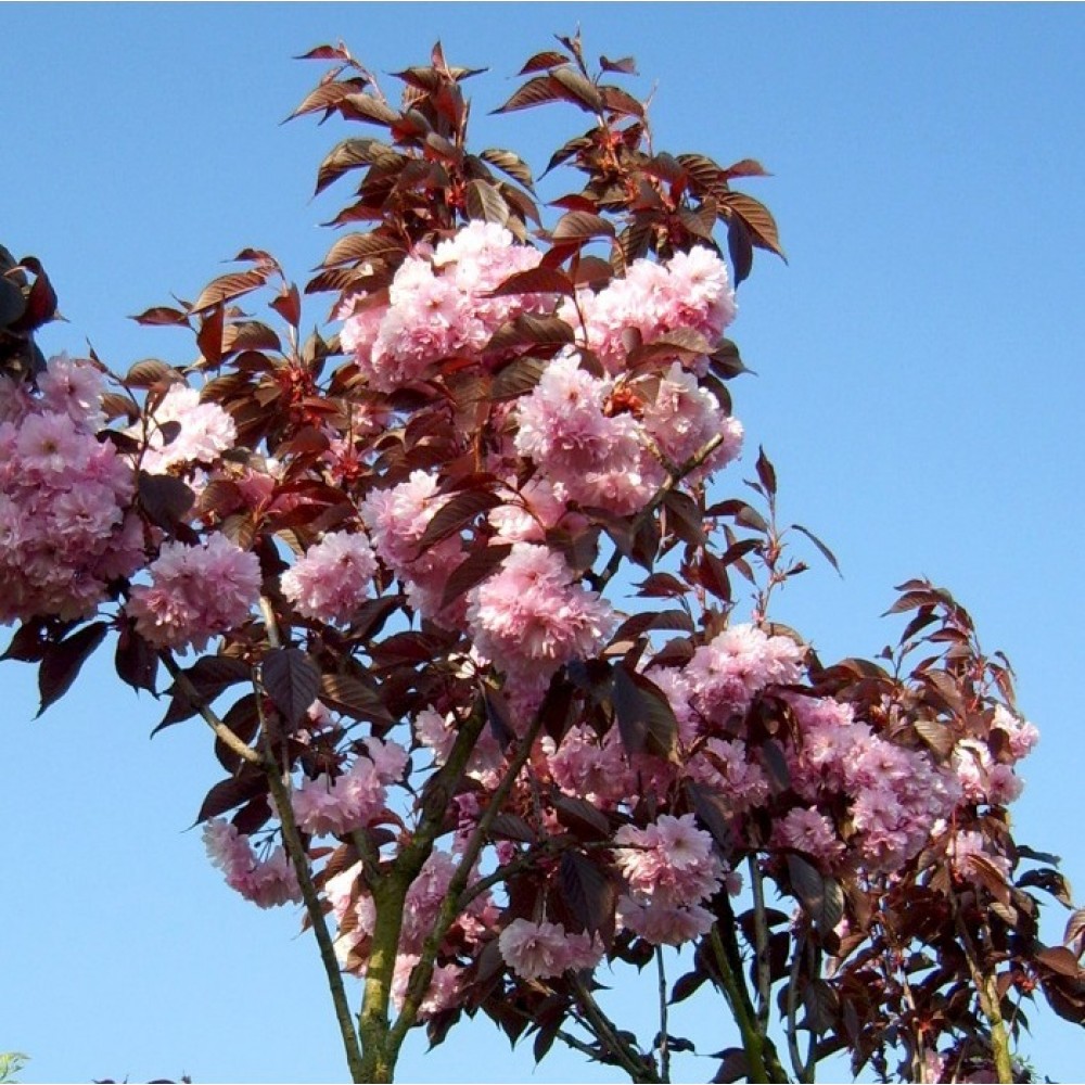 Vyšnia smailiadantė (Prunus serrulata) 'ROYAL BURGUNDY'