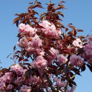 Vyšnia smailiadantė (Prunus serrulata) 'ROYAL BURGUNDY'