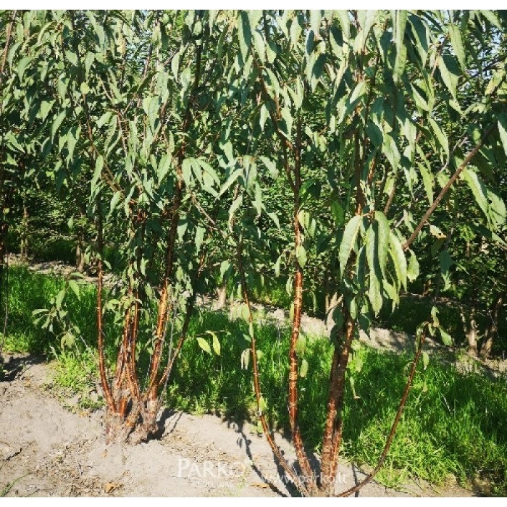 Vyšnia Tibeto (Prunus serrula)