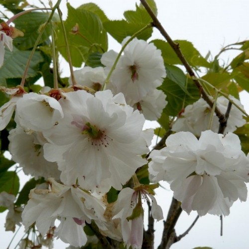 Vyšnia smailiadantė (Prunus serrulata) 'SHIMIDSU'