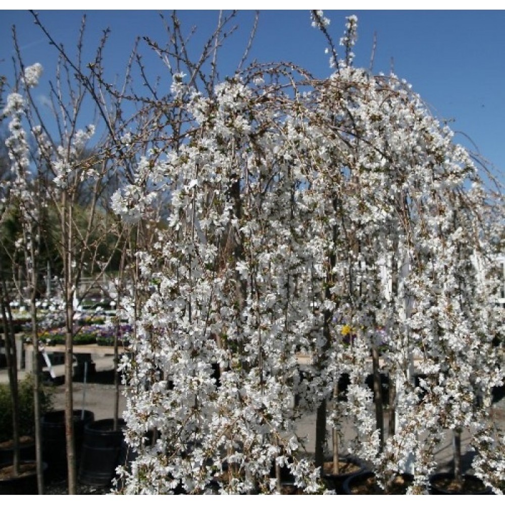 Vyšnia (Prunus) 'SNOW SHOWERS'
