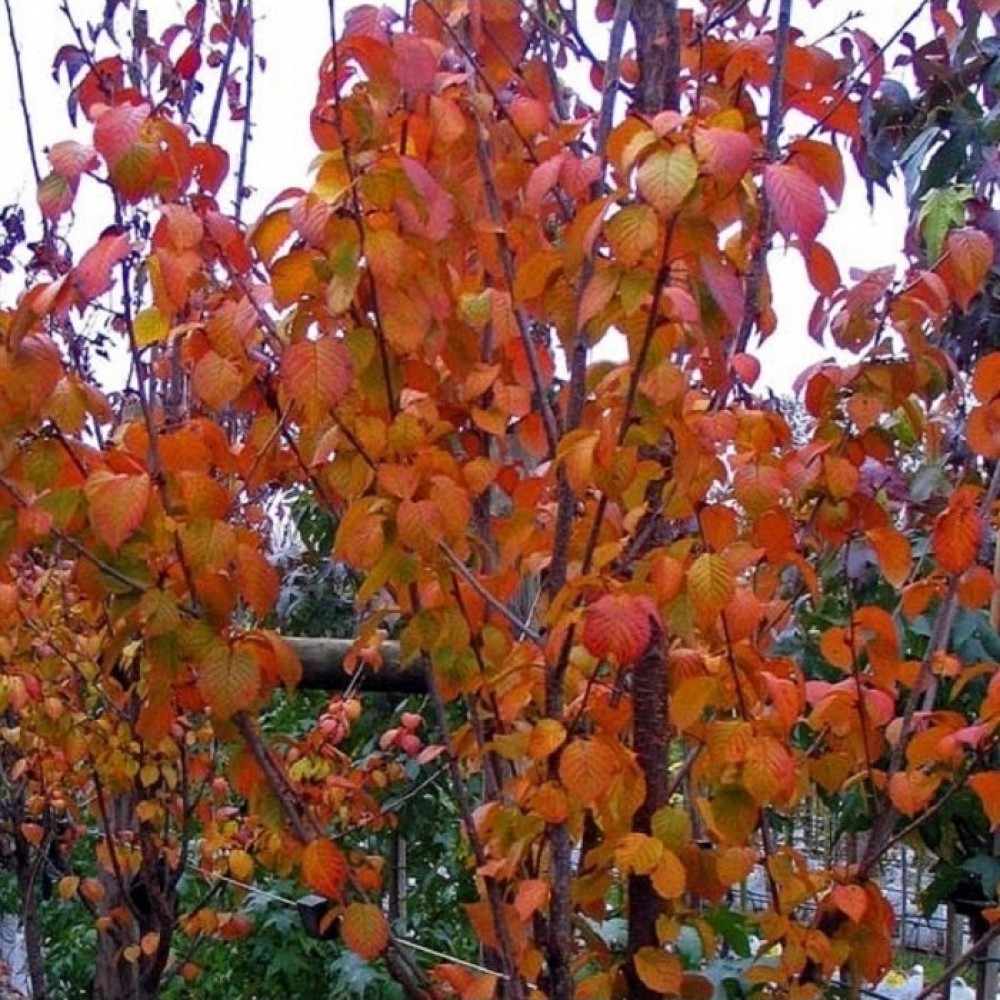 Vyšnia (Prunus x hillieri) 'SPIRE'