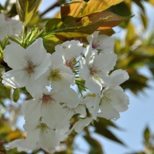 Vyšnia smailiadantė (Prunus serrulata) 'TAI HAKU'