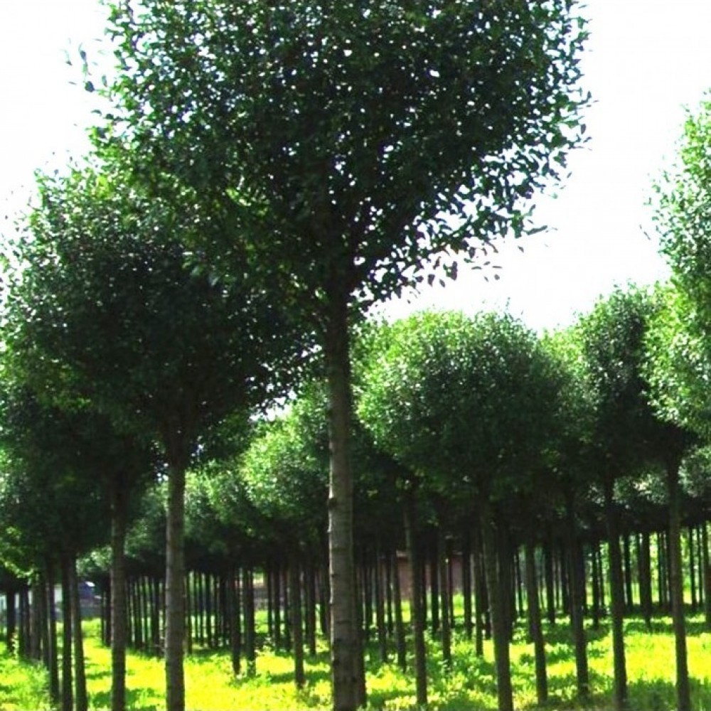 Vyšnia paprastoji (Prunus eminens) 'UMBRACULIFERA'
