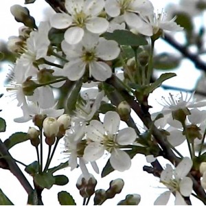 Vyšnia paprastoji (Prunus eminens) 'UMBRACULIFERA'