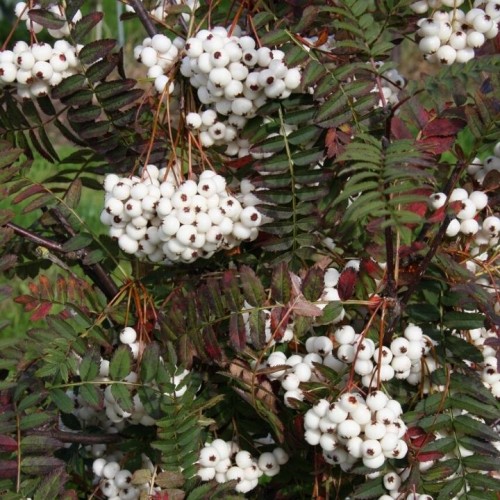 Šermukšnis Arnoldo (Sorbus x arnoldiana) 'WHITE WAX'