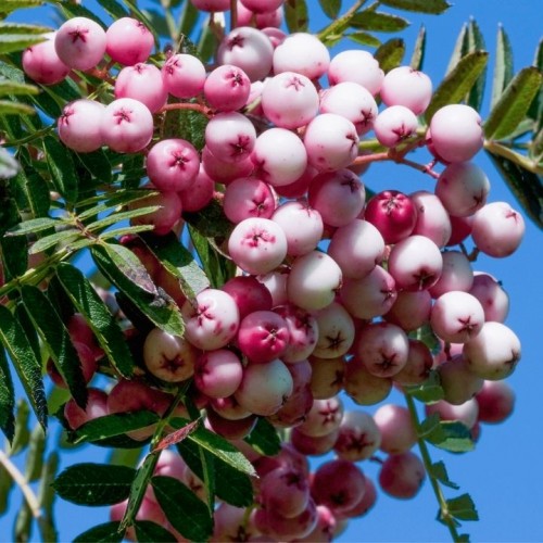 Šermukšnis (Sorbus hupenensis)