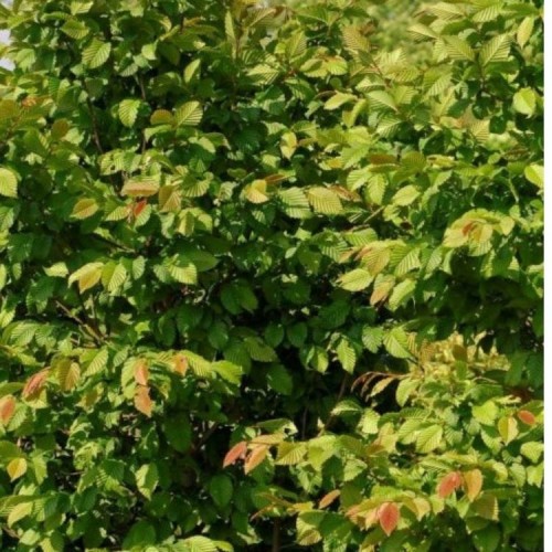 Skroblas paprastasis (Carpinus betulus) 'STEGEMANNS PRIMUS'PBR