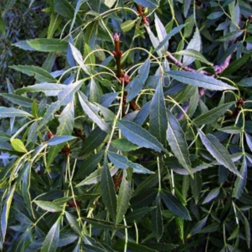 Uosis siauralapis (Fraxinus angustifolia)
