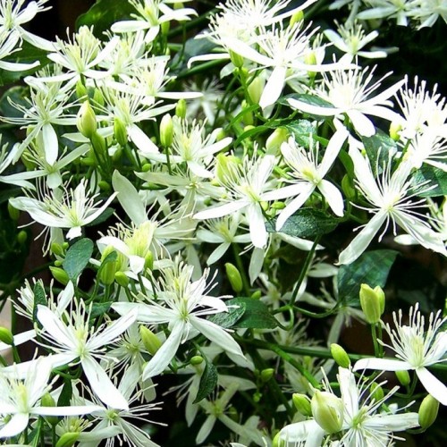 Raganė (Clematis terniflora var. mandshurica)