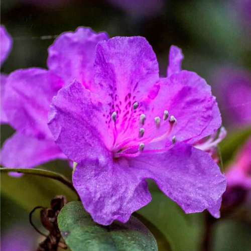 Azalija japoninė (Rhododendron / Azalea japonica) 'BLAUE DONAU'