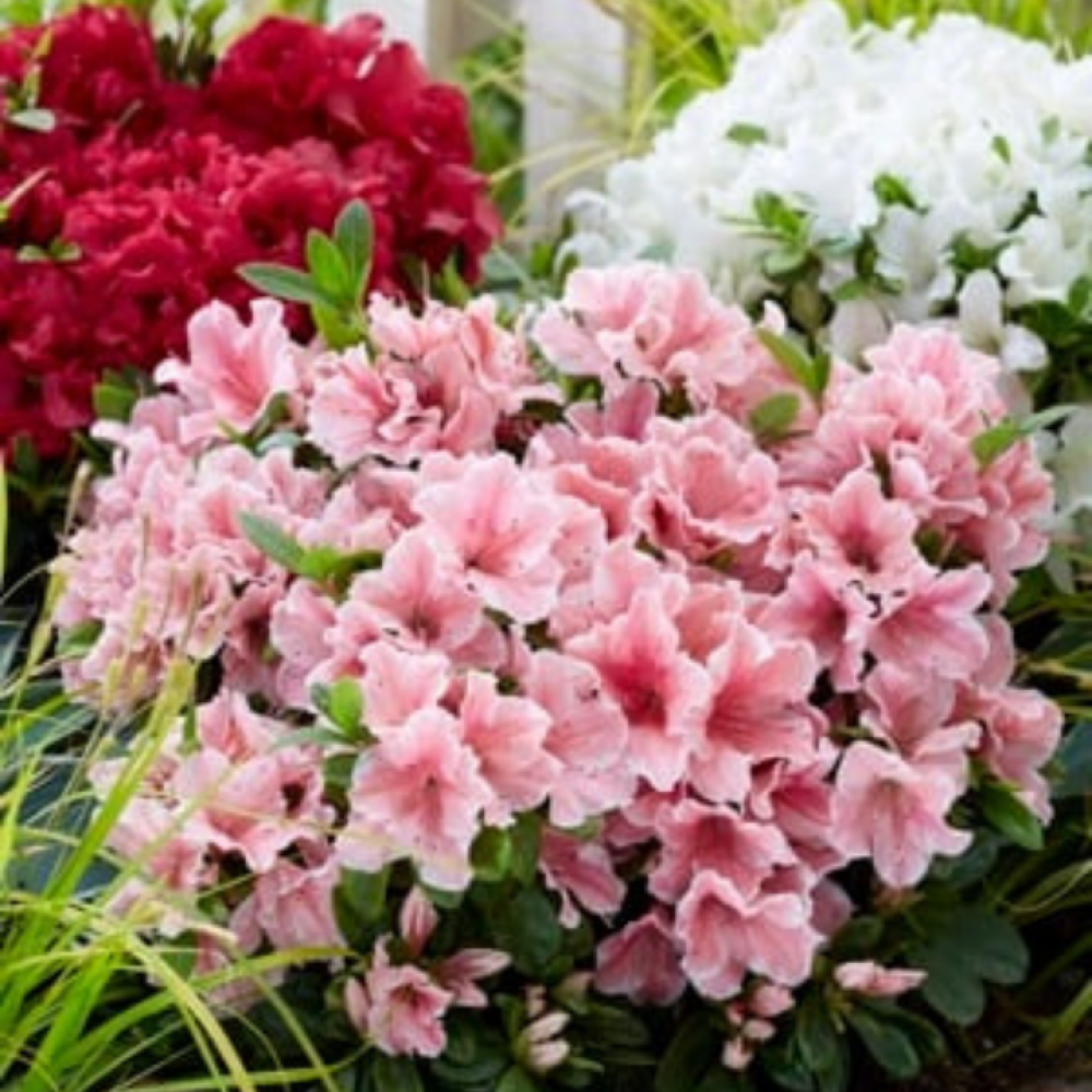 Azalija japoninė (Rhododendron / Azalea japonica) 'ENCORE SUNBURST'®
