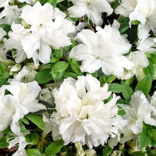Azalija japoninė (Rhododendron / Azalea japonica) 'PLEASANT WHITE'