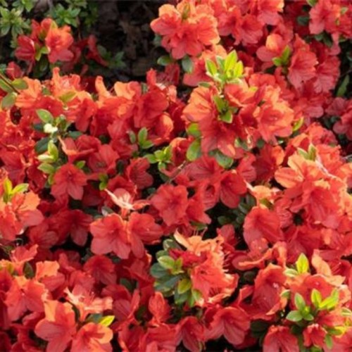 Azalija japoninė (Rhododendron / Azalea japonica) 'RADJA'