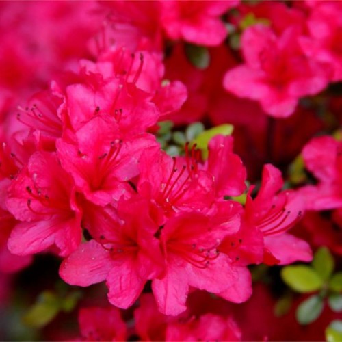 Azalija japoninė (Rhododendron / Azalea japonica) 'RUBINSTERN'