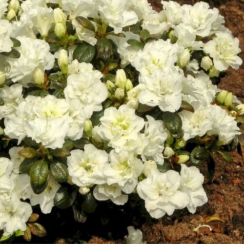Azalija japoninė (Rhododendron / Azalea japonica) 'SCHNEEPERLE'®
