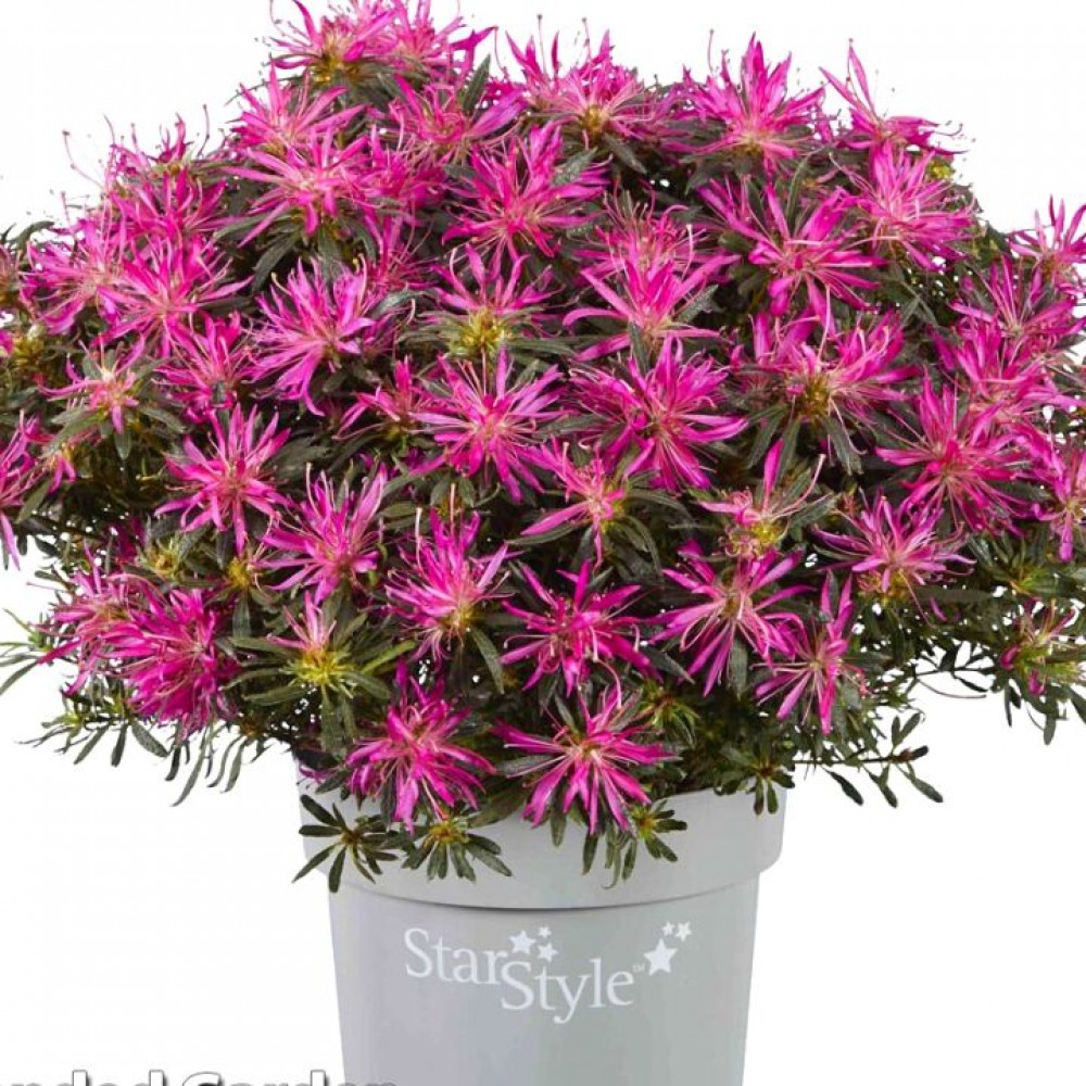 Azalija japoninė (Rhododendron / Azalea japonica) 'STARSTYLE LILAC'®