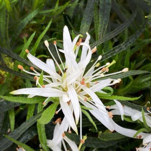 Azalija japoninė (Rhododendron / Azalea japonica) 'STARSTYLE WHITE'®