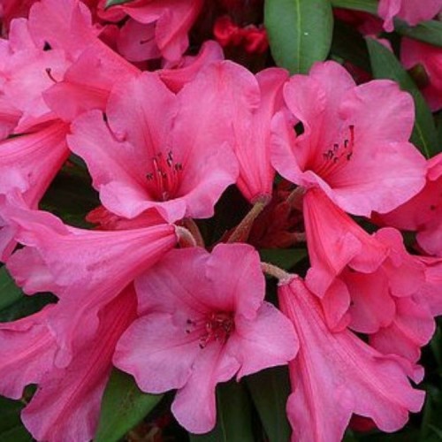 Rododendras (Rhododendron) 'WINSOME'