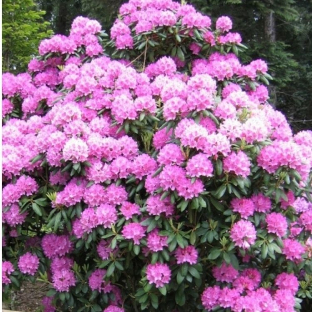 Rododendras pontinis (Rhododendron ponticum) 'ROSEUM'