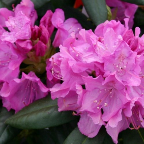 Rododendras pontinis (Rhododendron ponticum)