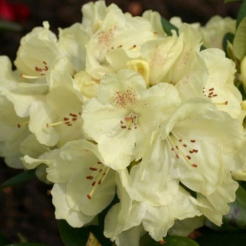 Rododendras (Rhododendron) ELSIE STRAVER