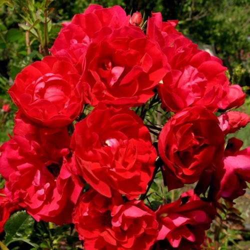 Rožė (Rosa) 'ADELAIDE HOODLESS'