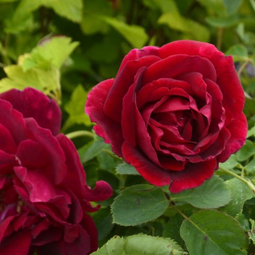 Rožė (Rosa) 'CUTHBERT GRANT'