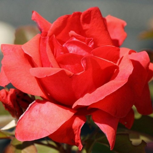 Rožė (Rosa) 'MORDEN FIREGLOW'