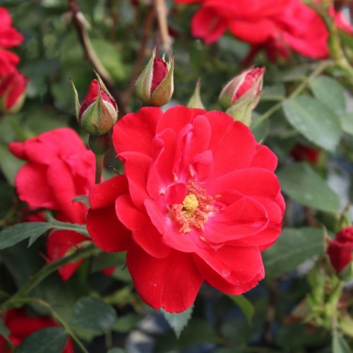Rožė (Rosa) 'NICOLAS'