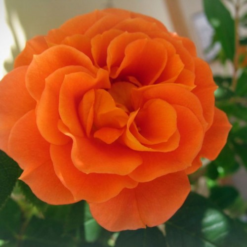Rožė (Rosa) 'ORANGE BEAUTY'