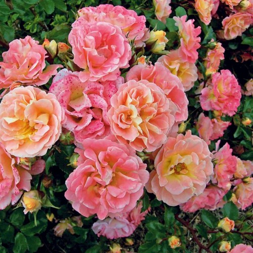 Rožė (Rosa) 'PEACH DRIFT'