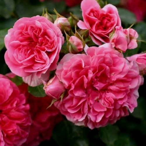 Rožė (Rosa) 'PINK SWANY'