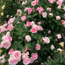 Rožė (Rosa) 'PRAIRIE JOY'