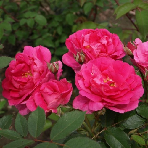 Rožė (Rosa) 'WINNIPEG PARKS'