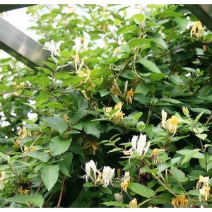 Sausmedis japoninis (Lonicera japonica) 'HALL'S PROLIFIC'
