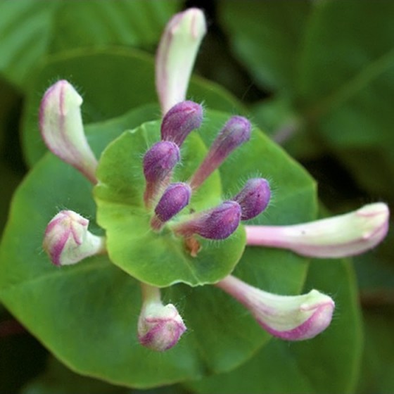 Sausmedis apskritalapis (Lonicera caprifolium) 'INGA'