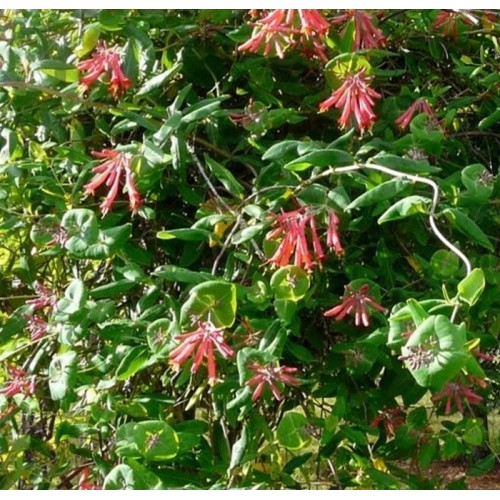 Sausmedis raudonžiedis (Lonicera × hecrottii)