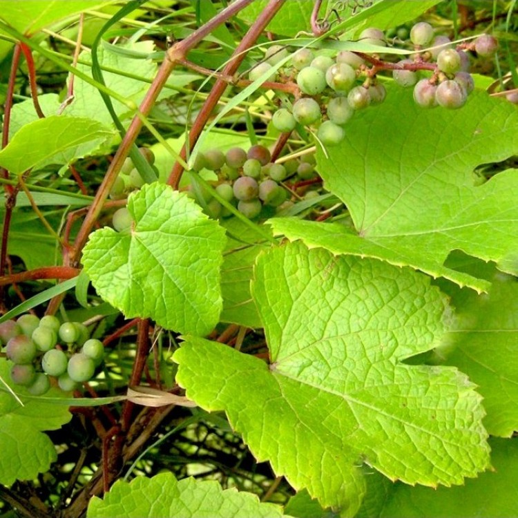 Vynmedis amūrinis (Vitis amurensis)