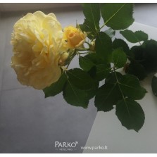 Rožė 'CAESAREA' 