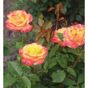 Rožė 'GARTENSPASS'®