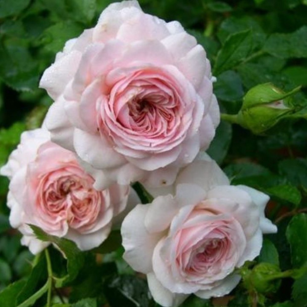 Rožė 'LARISSA'® (KORbaspro)