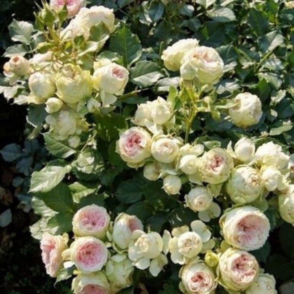 Rožė 'PASHMINA/POMPON FLOWER CIRCUS'®