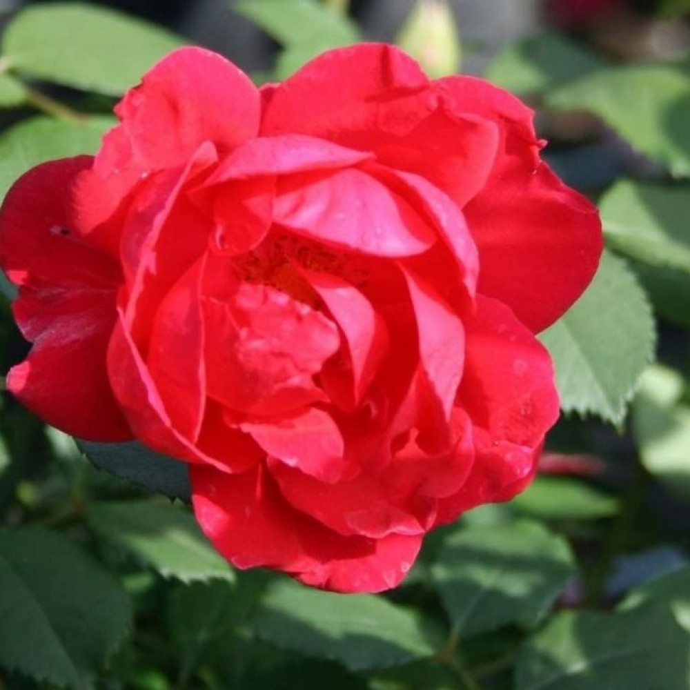 Rožė 'PAUL'S SCARLET'®