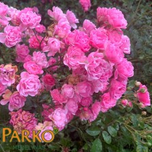 Rožė 'THE FAIRY'