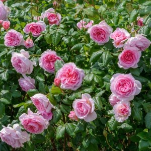 Rožė 'THE ANCIENT MARINER (AUSOUTCRY)'®
