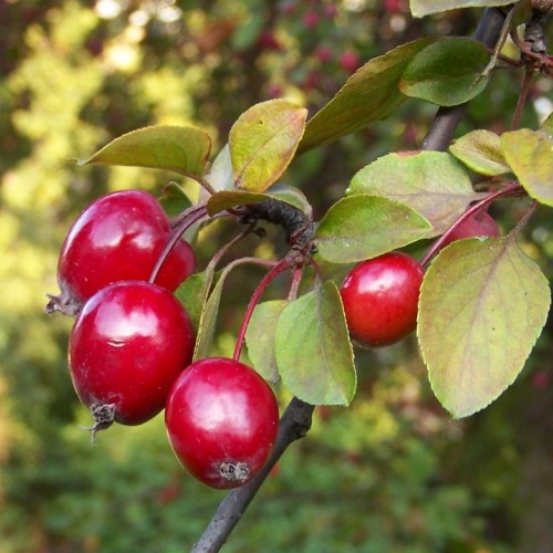 Obelis gausiažiedė (Malus floribunda)