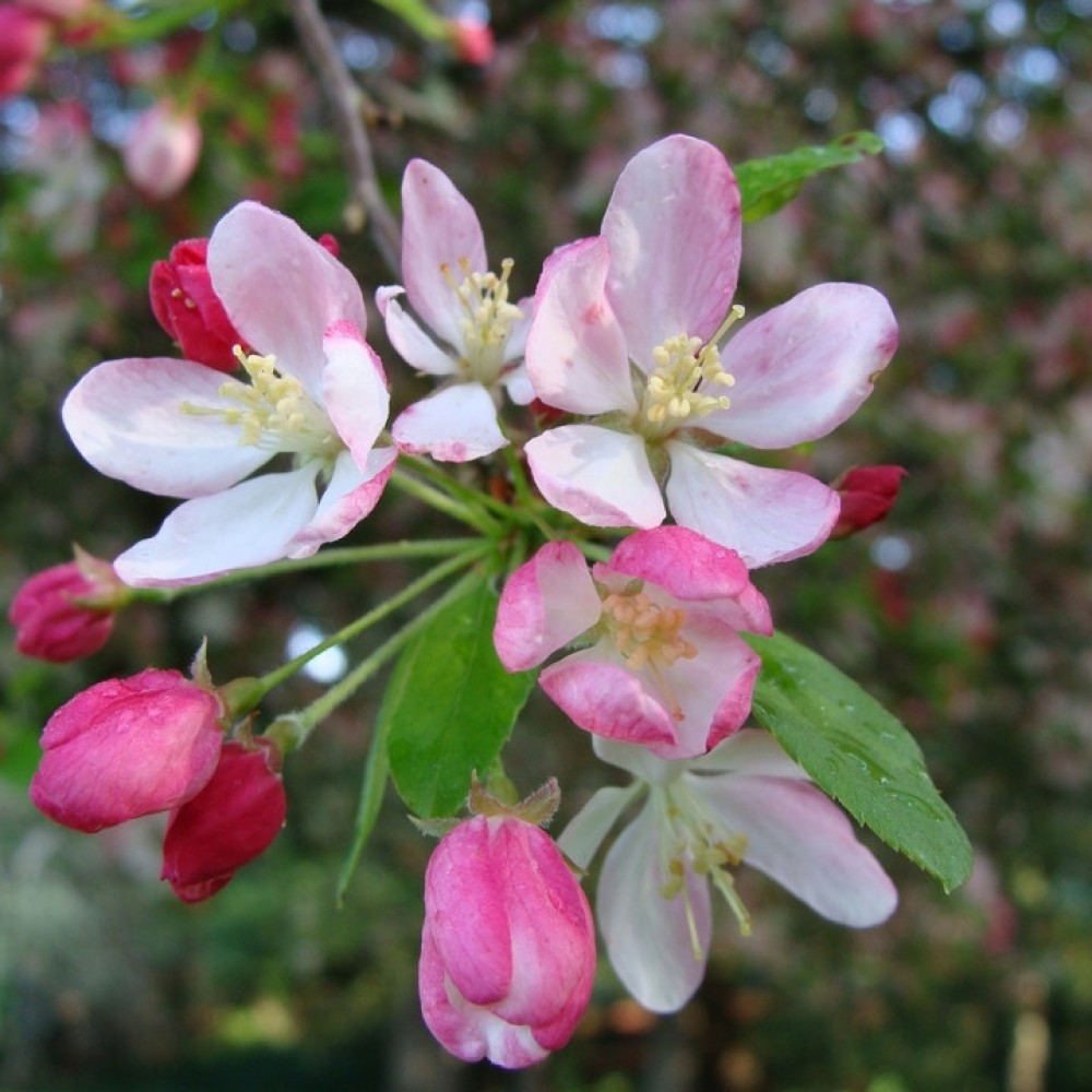 Obelis gausiažiedė (Malus floribunda)